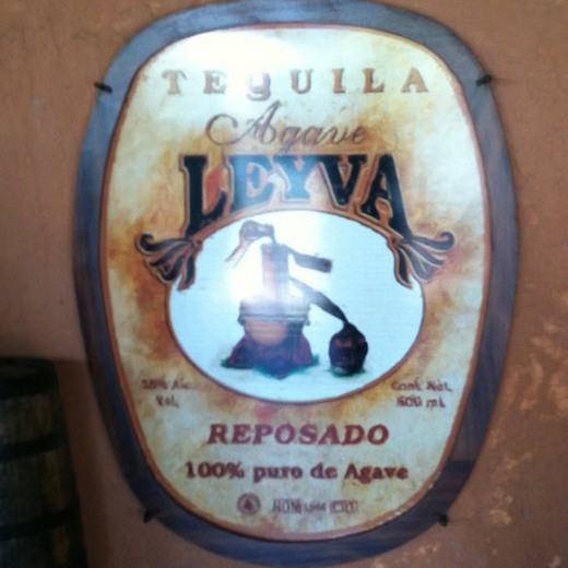 Agave Leyva