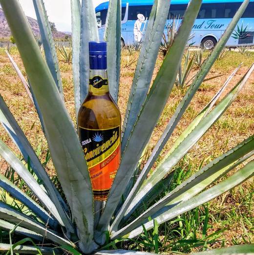 Tequila Convivencia