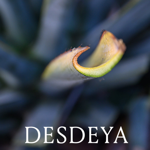 Desdeya