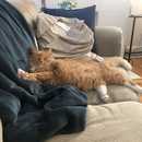 Jen Cat